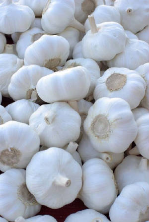 jinxiang-garlic.jpg